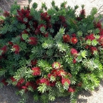 Callistemon Little John (4)