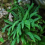 Asplenium trichomanes