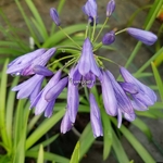 Agapanthus Ever Sapphire (3)