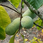 Asimina triloba (1)