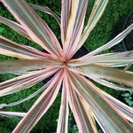 Cordyline Pink Fire