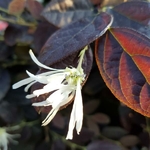 Loropetalumchinensis rubrum Ruby Snow (3)