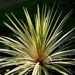 Cordyline australis Torbay Dazzler (4)