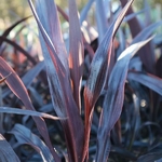 Cordyline Renegade