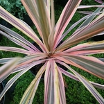 Cordyline australis Torbay Dazzler