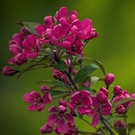 Malus Prairiefire
