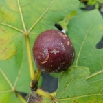 Ficus carica Rouge de Bordeaux
