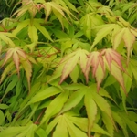 Acer palmatum Katsura (5)