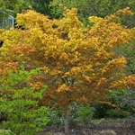Acer palmatum Katsura (1)