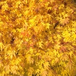 Acer palmatum Katsura (2)