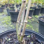 Acer palmatum Dissectum Tamukeyama triple (1)