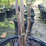 Acer palmatum Dissectum Tamukeyama triple (2)
