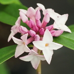 Daphne Spring Beauty