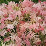 Sorbaria sorbifolia Pink Hopi (3)