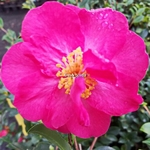 Camellia sasanqua Seiko