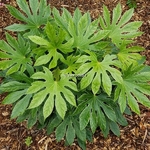 Fatsia japonica Spider Web