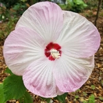 Hibiscus moscheutos Rose clair