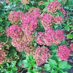 Hydrangea macrophylla Together (1)