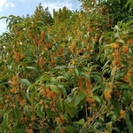 Osmanthus fragrans Aurantiacus (6)