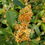 Osmanthus fragrans Aurantiacus (2)