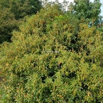 Osmanthus fragrans Aurantiacus (5)