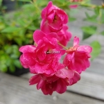 Rosa Fairy Rose (1)