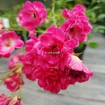 Rosa Fairy Rose (2)