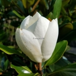 Magnolia grandiflora Little Gem (2)