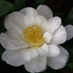 Camellia japonica Silver Anniversary (1)