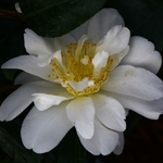 Camellia japonica Silver Anniversary (2)