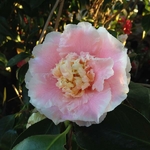 Camellia japonica Elegans Splendor (2)