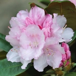 Rhododendron x yakushimanum Silberwolke (2)