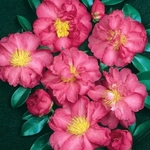 Camellia sasanqua Sandra (1)