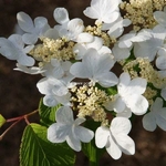 Viburnum plicatum Mariesii