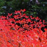 Enkianthus campanulatus (1)