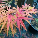 Acer palmatum Scolopendrifolium Atropurpureum (3)