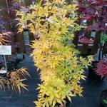 Acer palmatum Ukigumo