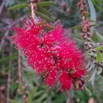 Callistemon Mini Red (2)