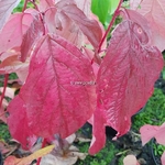 Cornus alba Baton Rouge (1)