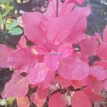 Cotinus coggygria Old Fashioned (1)