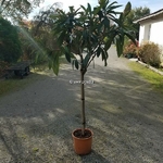 Eriobotrya japonica tige