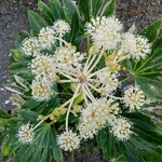 Fatsia japonica Spider Web (2)