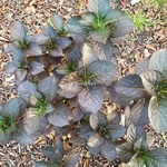 Hydrangea macrophylla Julisa (2)