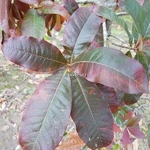 Quercus imbricaria (2)