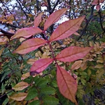 Zanthoxylum simulans (1)