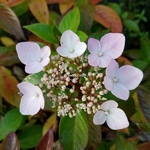 Hydrangea Renaissance