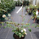 Camellia Spring Mist (2)