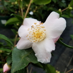 Camellia Spring Mist (3)