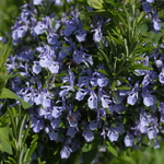 Rosmarinus officinalis