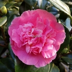 Camellia japonica Preston Rose (2)